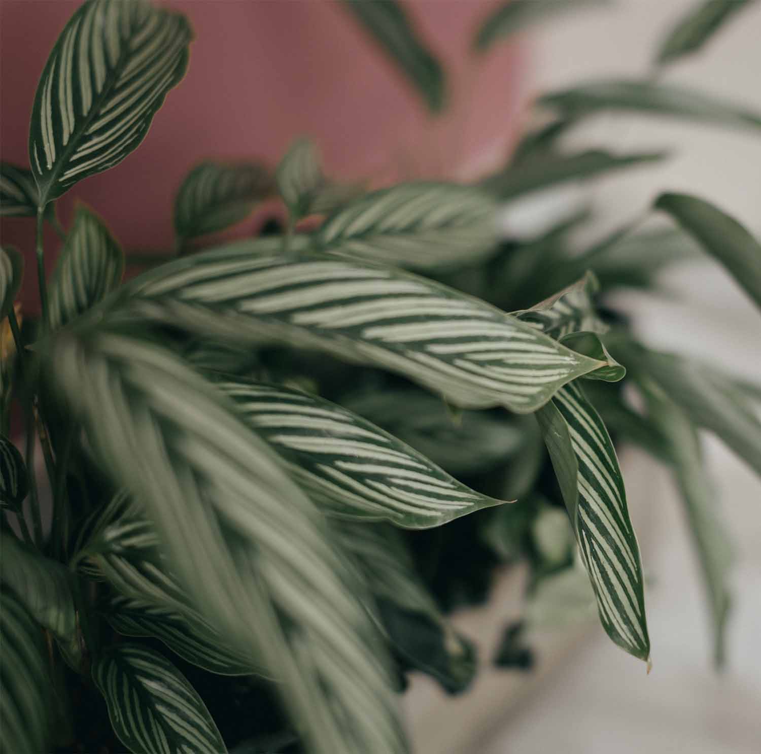 Close-up of green striped leaves from an indoor plant in the dental office